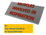 muscles involved in respiration