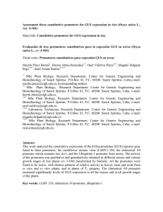 Construction of transformation vectors and plant