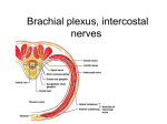 20. Brachial plexus, intercostal nerves