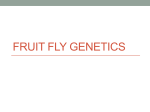 Fruit Fly Genetics - Barren County Schools