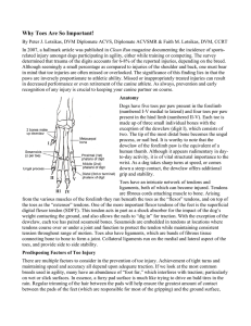 Why Toes Are So Important!