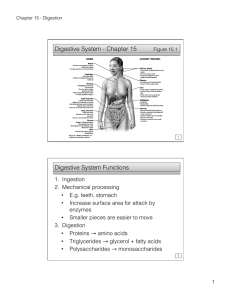 Digestive System - Chapter 15 Digestive System Functions