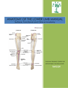 anatomy of the lower limb manual