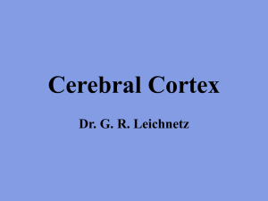 Cerebral Cortex