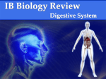 3.3_Digestive_System