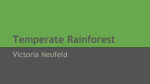 Temperate Rainforest