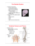 The Skeletal System Vertebral Column and Thorax