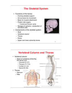 The Skeletal System Vertebral Column and Thorax