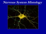 What is a neuron?
