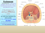 general arrangement of the abdominal viscera