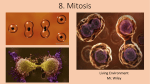 8. Mitosis Meiosis