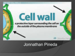 Cell Wall 2