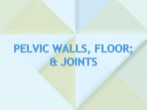 08-Pelvic wall, joints and floor