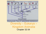 Diversity – Eukarya – Kingdom Animalia