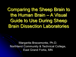 Comparing The Sheep Brain to A Human Brain