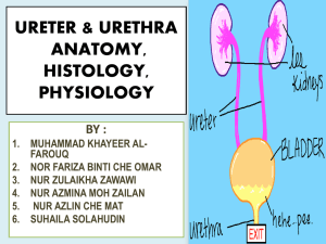 Physiology of Ureter