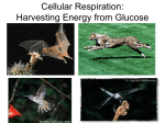 Cellular Respiration