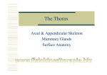 The Thorax - Fisiokinesiterapia