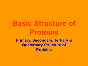 Basic Structure of Proteins