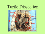 Turtle Dissection