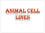 Animal cell lines
