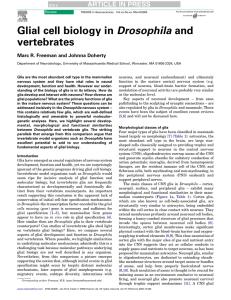 Glial cell biology in Drosophila and vertebrates