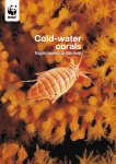 Cold-water corals