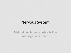 Central nervous system