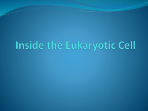 Inside the Eukaryotic Cell