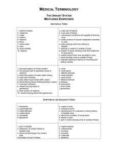 NERVOUS SYSTEM: MATCHING EXERCISE