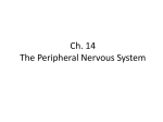 Ch. 14 The Peripheral Nervous System
