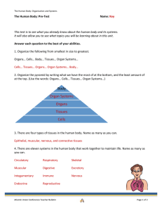 Body Organ Systems Organs Tissues Cells