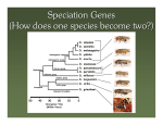 Speciation Genes (How does one species become two?)