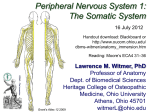 Peripheral Nervous System 1: The Somatic System