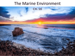 The Marine Environment