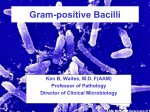 Gram Positive Bacilli
