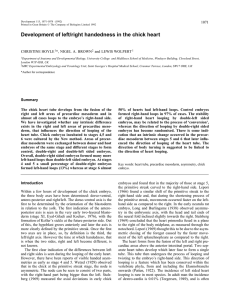 Development of left/right handedness in the chick heart