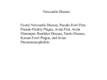 Strains of NDV classified according to their pathogenicity into