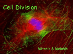 Cell Cycle - Canyon ISD