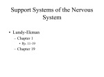 Support Systems of the Nervous System