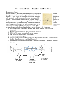 The Human Brain - Structure and Function