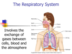 The Respiratory System