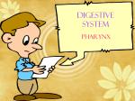 Pharynx - Biology project - Human Digestive System / FrontPage