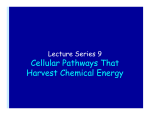 Cellular Pathways That Harvest Chemical Energy