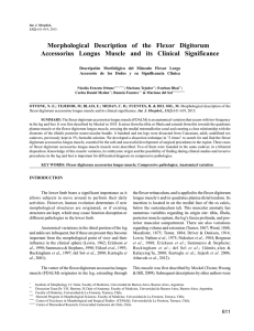 Morphological Description of the Flexor Digitorum