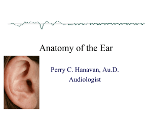 Anatomy of the Ear