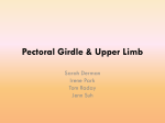 Period 2 Pectoral girdle and upper limb