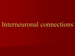 07 Interneuronal connections