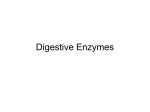 Digestive Enzymes - World of Teaching