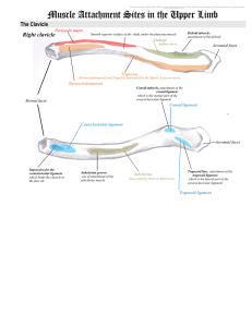 Muscle Attachment Sites in the Upper Limb